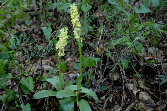 Orchis pallens